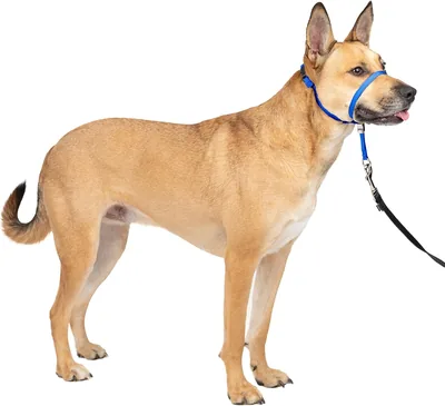 PetSafe Gentle Leader Headcollar, No-Pull Dog Collar