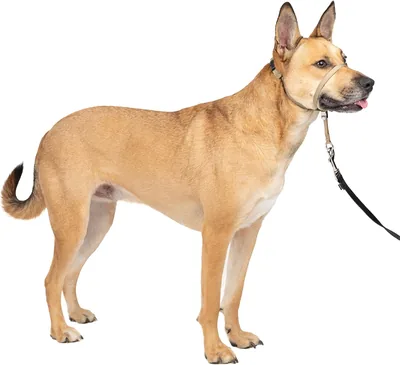 Collar de Cabeza PetSafe Gentle Leader para Perros, Mediano, Beige