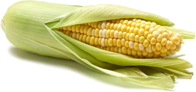 Bi Color Corn Best Deal