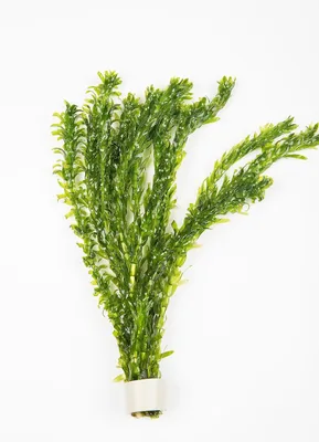 Elodea Densa Aquarium Oxygenating Plant (25)