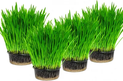 Cat Grass x 4 Pack Best Deal