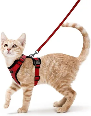 Rabbitgoo Katenharnas en Leash 150cm, Anti-Ontsnappingsharnas voor Kat, Reflecterend, Ademend