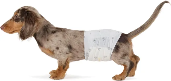 Basics Disposable Male Dog Diapers S Pack of 50 White