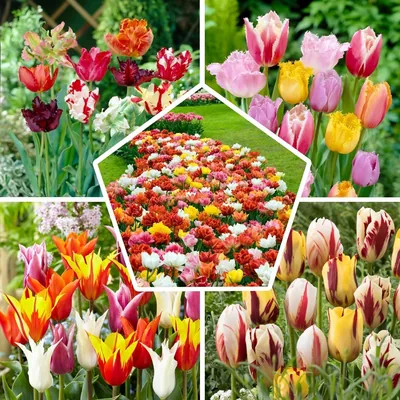 Tulpenzwiebeln - Hartnäckige mehrjährige Pflanze - Mix - 50 Blumenzwiebeln | Echte Pflanzen aus Holland, Tulpenzwiebeln für Garten und Balkon (große Tube)