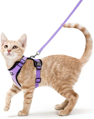 Rabbitgoo Katriem en Leash 150 cm - Anti-Ontsnapping Riem, Verstelbaar, Reflecterend, Ademend - Beste Deal