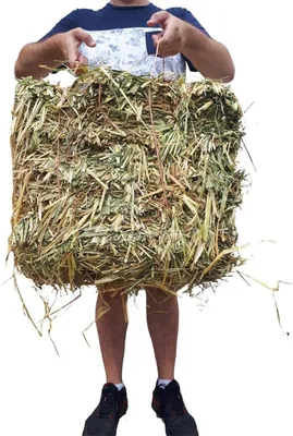 Heno de Avena Verde Pacas 5kg para Caballos y Conejos