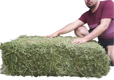 Paca de Heno de Alfalfa 10kg para Conejos o Cuyos - Mejor Precio