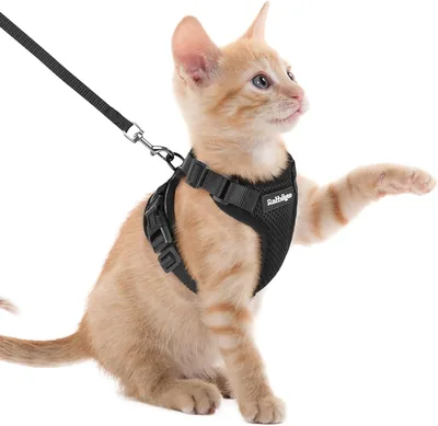 Harng de sécurité Rabbitgoo pour chat avec laisse noire XXS, harnais ajustable pour chatons et petits chiens, colliers et laisses