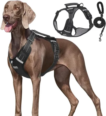 Arnés de Seguridad para Perro con Correa de 1.5m - Negro (Tamaño M)