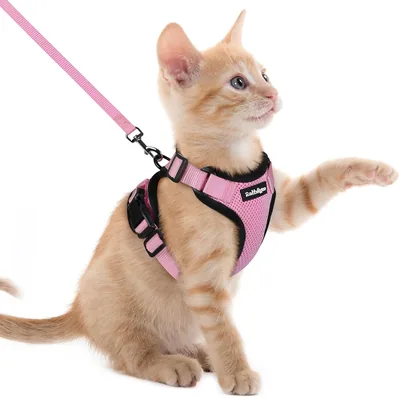 Rabbitgoo Katensport en Leash 150cm, Anti-Ontsnapping Harnes, Verstelbaar, Reflecterend