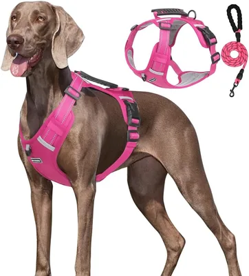 Una Mascota Pechera Arnés de Seguridad para Perro Chico, Mediano y Grande con Correa 1.5m (Fucsia, XL) - 10% de Descuento