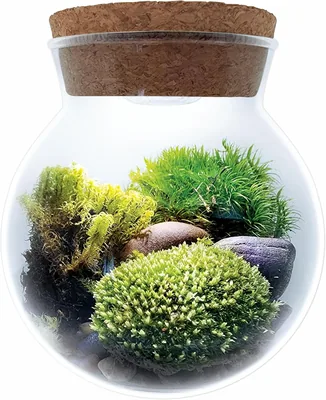 Create Your Serene Moss Sanctuary - Gardener Moss Bowl Terrarium Kit with LED Light