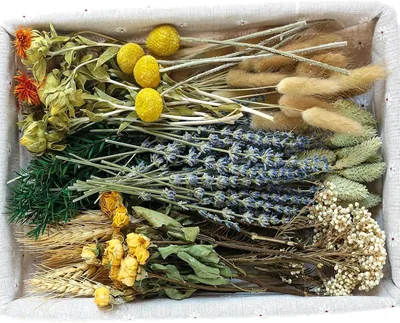 Xin's Convey Dried Flower Set Best Deal