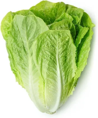 Fresh Lettuce Romaine 300-500 g, GCC - 16% Off