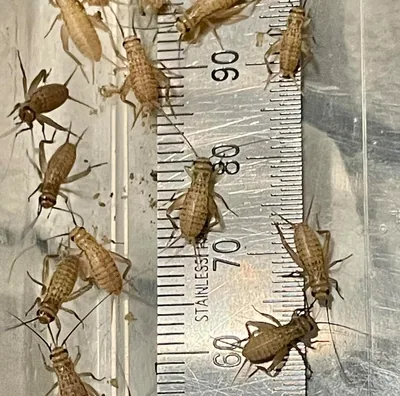 ヨーロッパクリケット 大人用 さまざまなサイズ - 死来到着 269円（税込） - 最安値保証