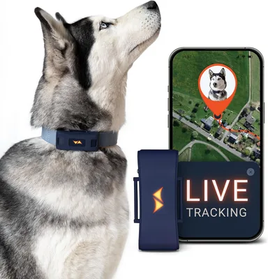 PAJ GPS Tracker dla Psów - 4G + 3-Miesięczny Abonament Premium - Śledzenie GPS na Całym Świecie, Bateria do 10 Dni, L