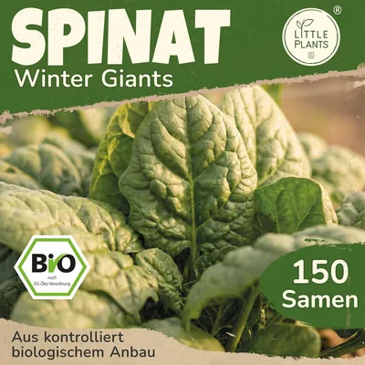 Little Plants Organische Spinatkerne 150 Samen Winter-Spinat Riesen-Gemüse Samen Festival