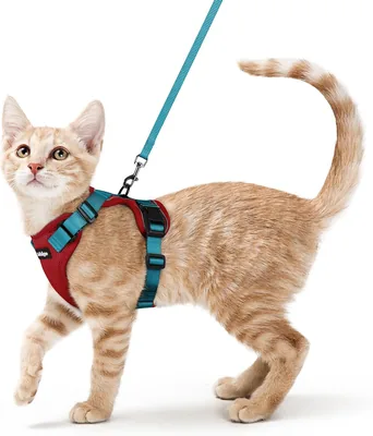 Rabbitgoo Katenharnas en Leash 150cm - Anti-Ontsnapping, Verstelbaar, Reflecterend - Beste Deal