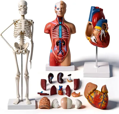 Kit de Modelo de Cuerpo Humano Oumefar, Torso Desmontable y Esqueleto Anatómico