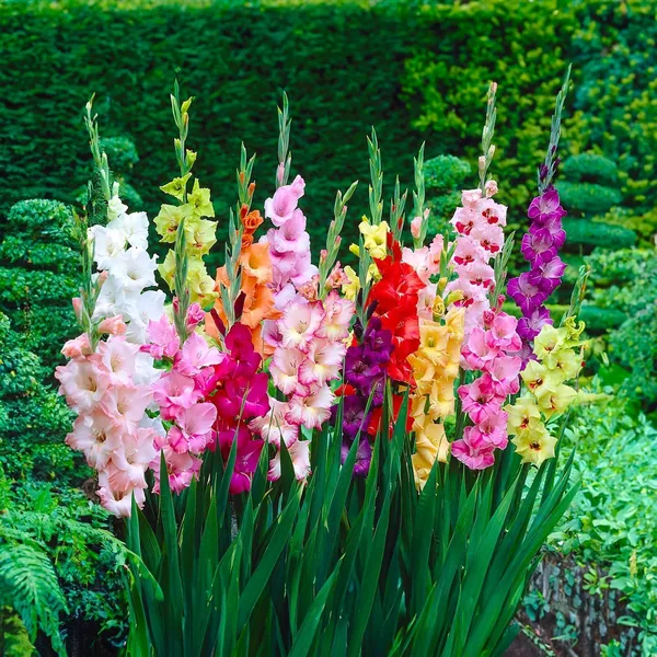 GLADIOLI Bulbs | Bulbs from Top Dutch Manufacturers