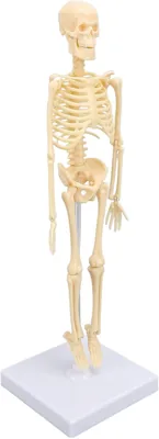 HURRISE Modelo de Esqueleto Humano, Articulaciones Extraíbles, Anatomía Realista — Mejor Oferta