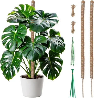 Supporto per Piante Monstera 2 x 60 cm - Polo in Mossa Pieghevole in Fibra di Cocco con Nucleo in Alluminio, Supporto Modulare per Arrampicata Interna