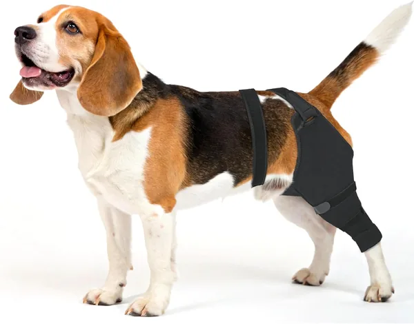 Joypig Dog Rear Leg Sleeve Best Deal