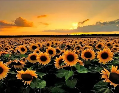 JICFDAO 5D Diamond Painting Sunflower 50x40cm - Best Deal