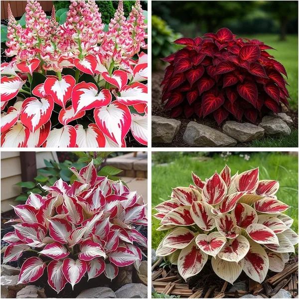 Hosta kłącza, łatwe w pielęgnacji podkładki do ogrodu i doniczki, 4 hosta-F - Najlepsza Oferta
