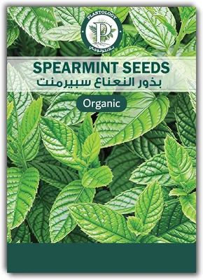 Heirloom Spearmint Seeds for Indoor & Outdoor Gardening - Best Deal