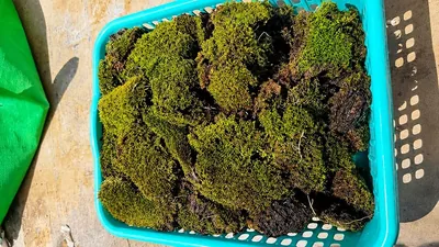 कोकोनट ह्यूक पर उगा हुआ स्वस्थ जीवित मॉस - चमकदार हरा