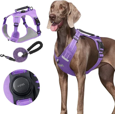 Arnés para Perro con Correa 1.5 m y Soporte para AirTag - Ajustable, Cómodo y Seguro (Morado, XL) - 19% Off