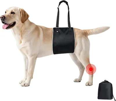 Arnés de Elevación para Perros, Correa de Soporte para Patas Traseras, Sling de Rehabilitación para Perros Mayores con Artritis | Mejor Precio