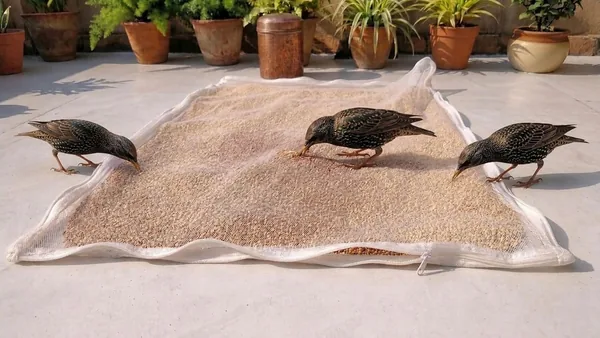 ग्लूस (पैक ऑफ 1) कॉटन ड्राइंग क्लॉथ नेट, ऑफ व्हाइट, 73 x 91 सेमी, ब्रीथेबल, वॉशेबल, रियूज़ेबल, पेपरड, वडागम, स्पी के लिए