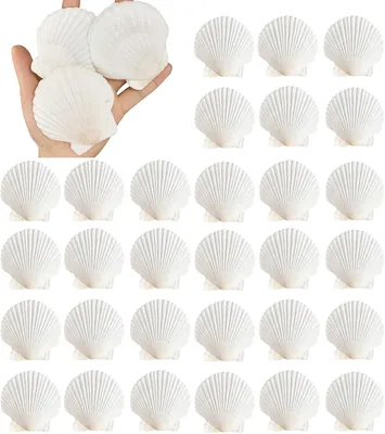 12 Pcs Natural Scallop Shells - DIY Craft, Ocean Party, Hand Painting | Best Deal