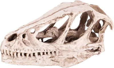 BTSEURY Modelo de Cráneo de Dinosaurio, Esqueleto de Animal de Resina, Decoración para Oficina y Hogar, Artesanía Realista - Mejor Oferta