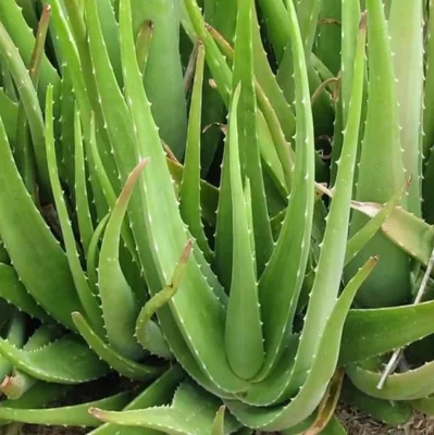 بذور الصبار - أفضل سعر
