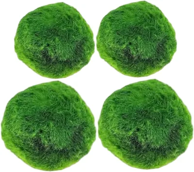 PithCogent Marimo Moss Balls Live - 4PCS Aquarium Plants Best Deal