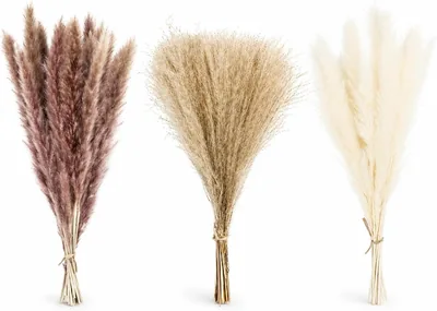 SKY-TOUCH 60pcs Natural Dried Pampas Grass Bouquet: Brown White Reed Decor