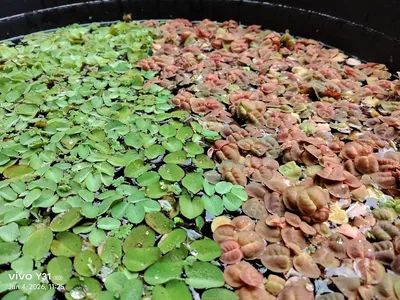 रेड रूट फ्लोटर और वॉटमॉस का लाइव एक्वेटिक प्लांट्स कम्बो, 50% ऑफ़