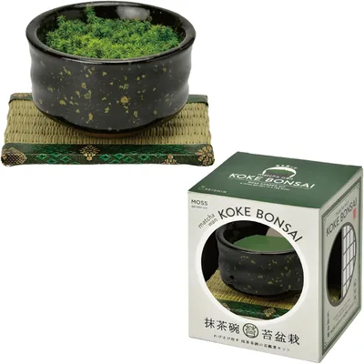 セシン陶器 GD-106301 園芸用モス栽培キット（モスパット）、約8×7cm、ミニ、簡単