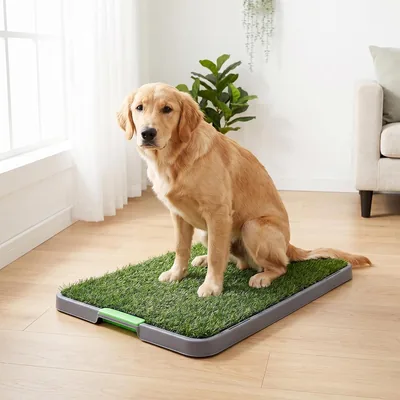 DOG-O-CHEW, Alfombra Entrenadora para Perro | Alfombra de Pasto Sintético para Cachorros | Control de Comportamiento