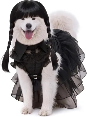 Kit de 3 disfraces de Halloween para perros con cinturón y peluca | Disfraz de colegiala con trenza