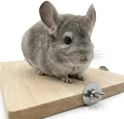 木製コーナーステージ 小動物用 大型 ハムスター ステップ 踏み台 やすり掛け バリなし 取り付け簡単 チンチラ デグー シマリス モモンガ 飼育ケージ 足場 遊び場 運動不足解消