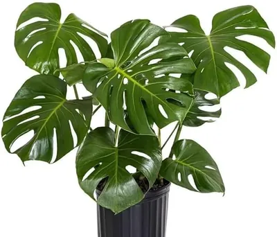 43% ऑफ़ EverSneh मूल Monstera Deliciosa लाइव प्लांट - पैक ऑफ़ 1 स्वस्थ इनडोर ट्रॉपिकल हाउसप्लांट घर, ऑफ़िस और गार्डन डेको के लिए