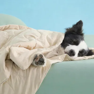 MOFULAB Cooling Blanket for Extra Large Dog Best Deal