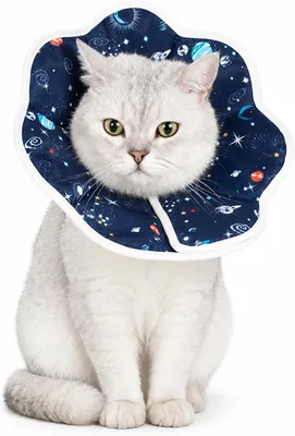 Chenenqiaian Cat Recovery Cone Best Deal