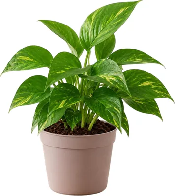 Live Money Plant Indoor Green Air Purifier with Heart-Shaped Foliage