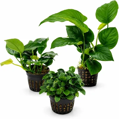 AquaBreedingSkill Anubias Pflanzen-Set 3 Stück - Echte Wasserpflanzen für Aquarien, Aquariumpflanzen für alle Aquarien