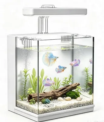 Beta Fish Tank, 2 Gallon Aquarium